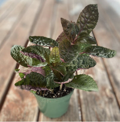 4" Hemigraphis Purple Waffle